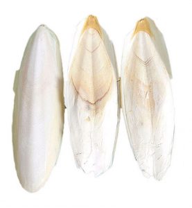 OSSO DI SEPPIA – FLY SUPPORTER