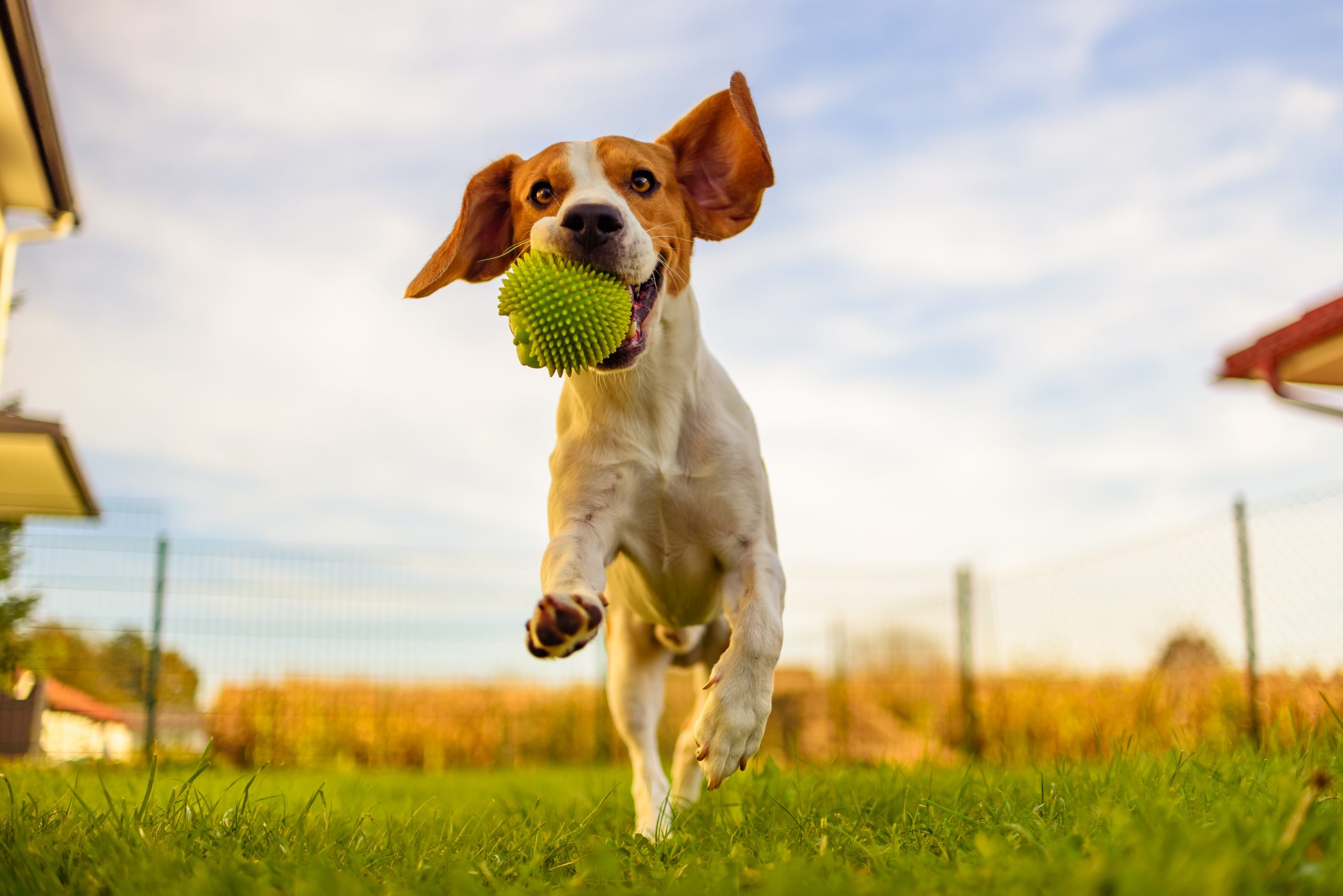 Qual è la corretta alimentazione per i cani attivi, da caccia e sportivi? -  Raggio di Sole - Mangimi, pet, tempo libero e piccoli allevamenti