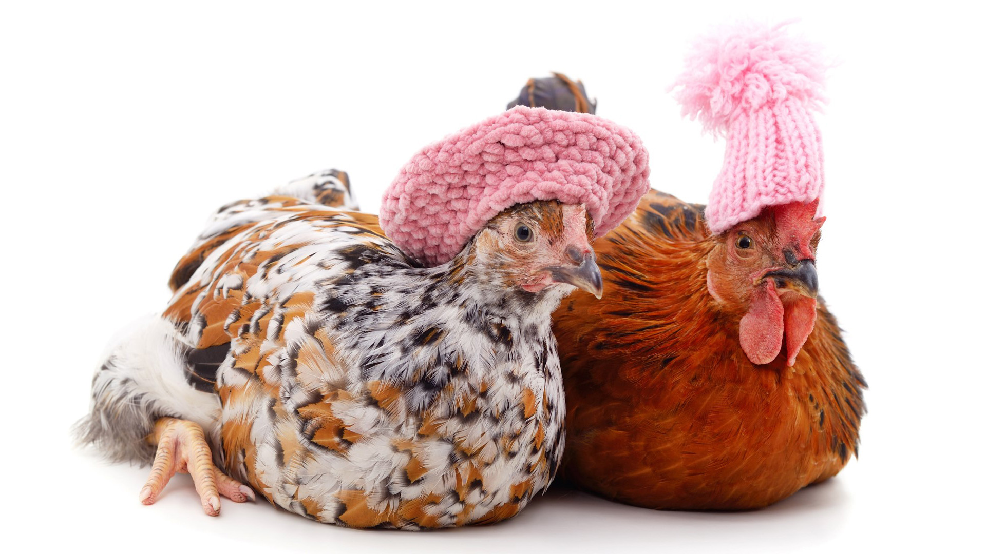 Come gestire al meglio il pollaio in inverno