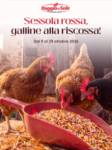 foto Sessola rossa, 🐔 galline alla riscossa!!
